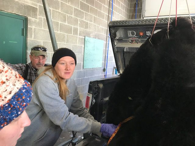 Maryland Bear Hunt 2018 Marlee Shumate